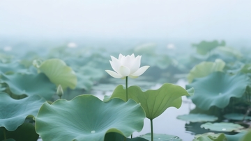 池塘里盛开的的白色荷花2