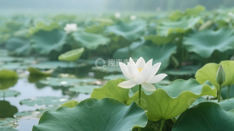 高清大图下载【趣麦麦图】池塘里盛开的的白色荷花1