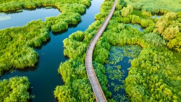 湿地栈桥的生态美景