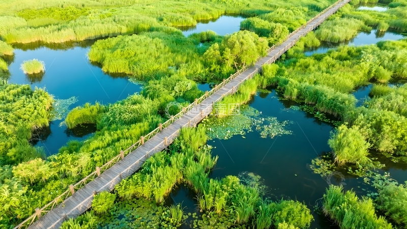 高清大图下载【趣麦麦图】湿地栈桥的生态美景1
