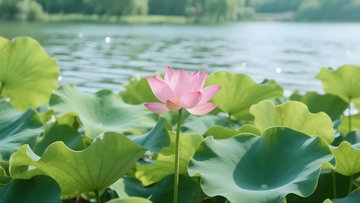 湖塘粉荷的清新景致3