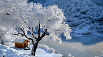 被白雪覆盖的大树冬景1