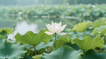 池塘里盛开的的白色荷花