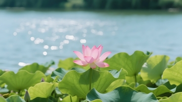 湖塘粉荷的清新景致1