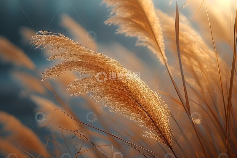 高清大图下载【趣麦麦图】风中芦苇特写