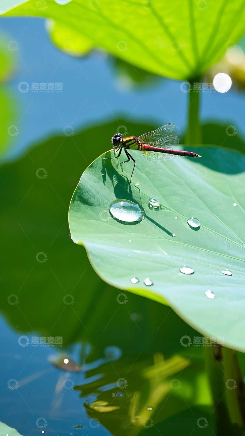高清大图下载【趣麦麦图】荷叶与蜻蜓摄影图2
