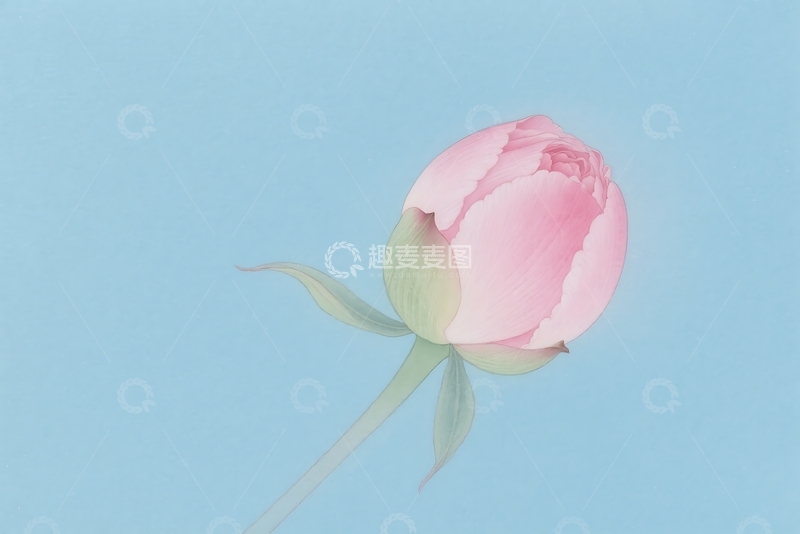 高清大图下载【趣麦麦图】粉红色牡丹花国画插画 