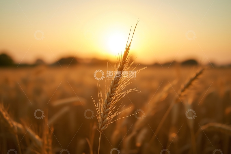 高清大图下载【趣麦麦图】傍晚的麦田 