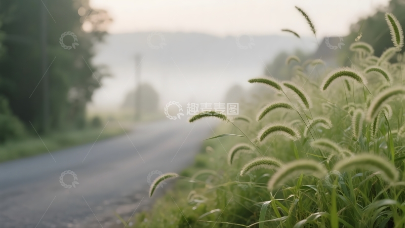 高清大图下载【趣麦麦图】晨雾郊路的草野诗意3