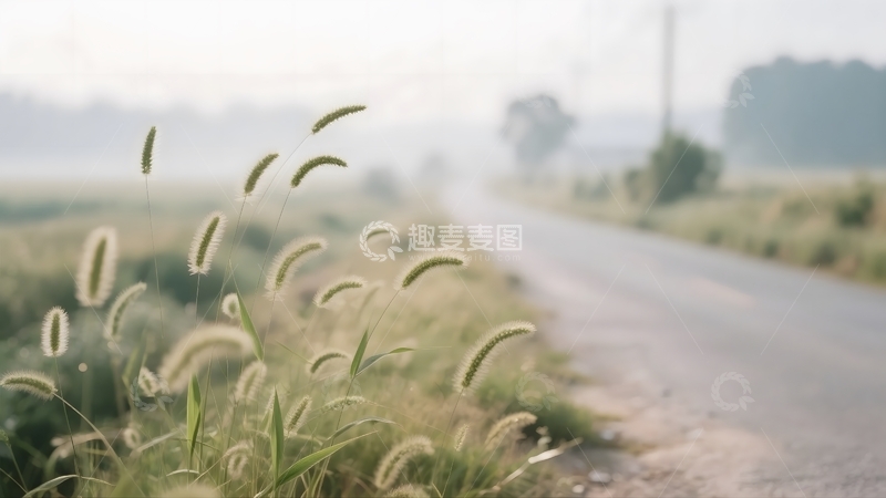 高清大图下载【趣麦麦图】晨雾郊路的草野诗意2