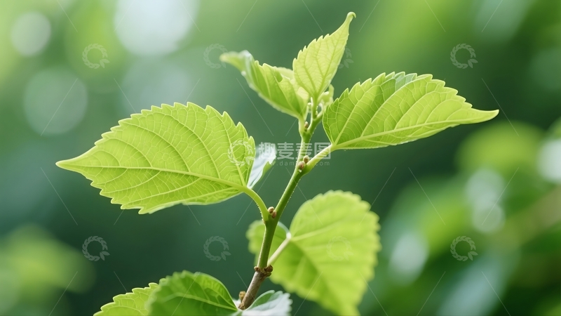 高清大图下载【趣麦麦图】新叶抽枝的清新生机3