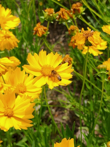 春天黄色花朵蜜蜂田园风景摄影