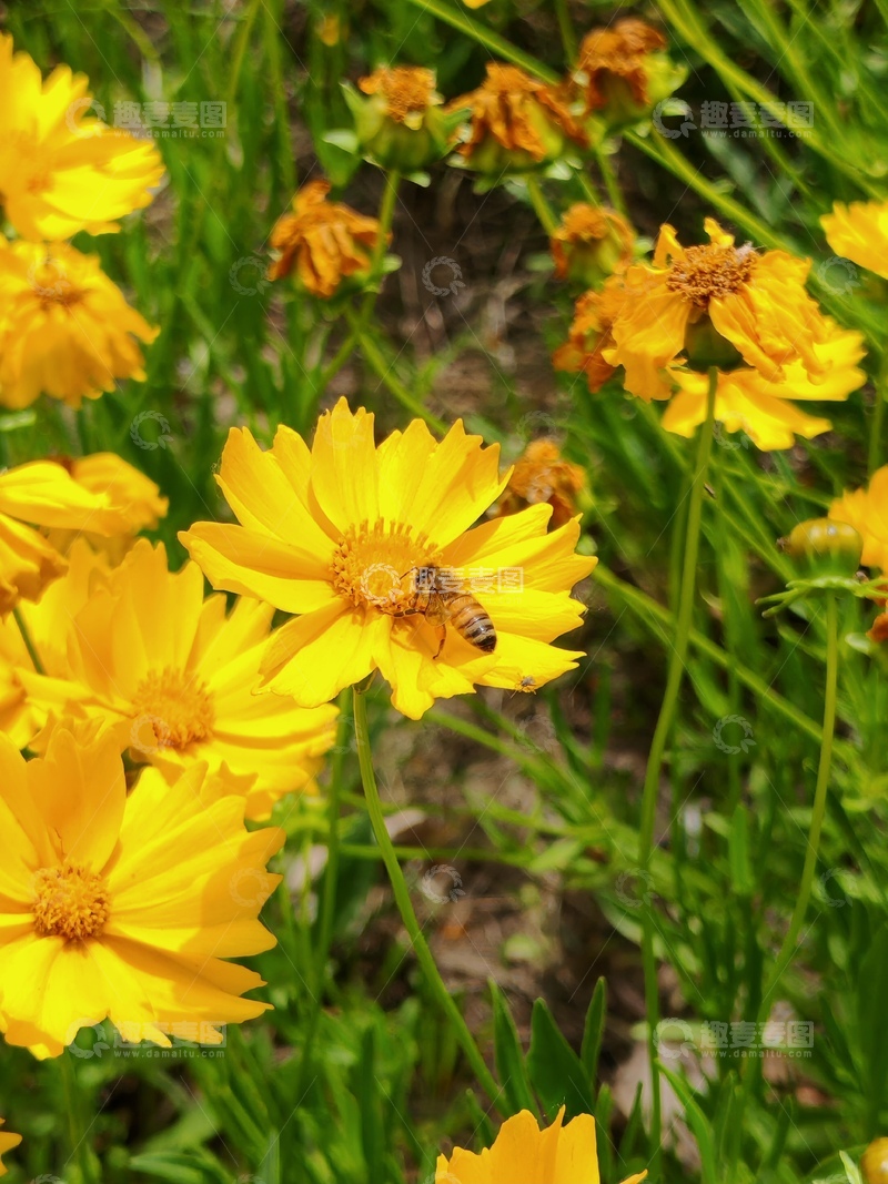 春天黄色花朵蜜蜂田园风景摄影