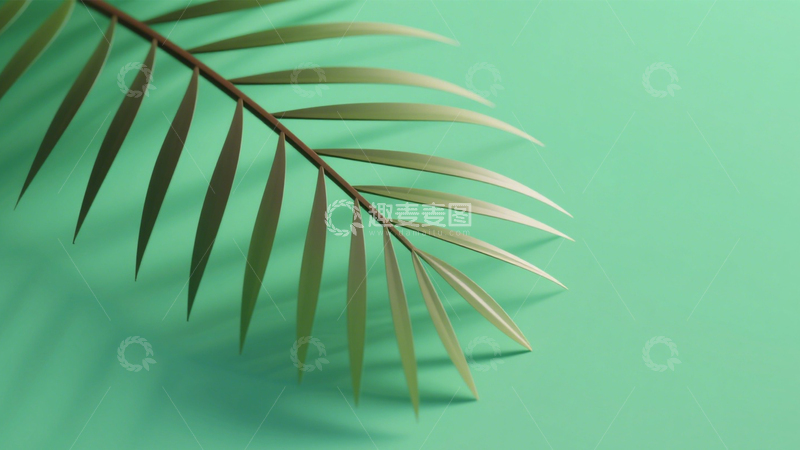 高清大图下载【趣麦麦图】清新棕榈叶绿色景致5