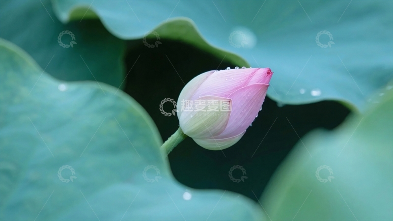 高清大图下载【趣麦麦图】夏至夏天荷花1