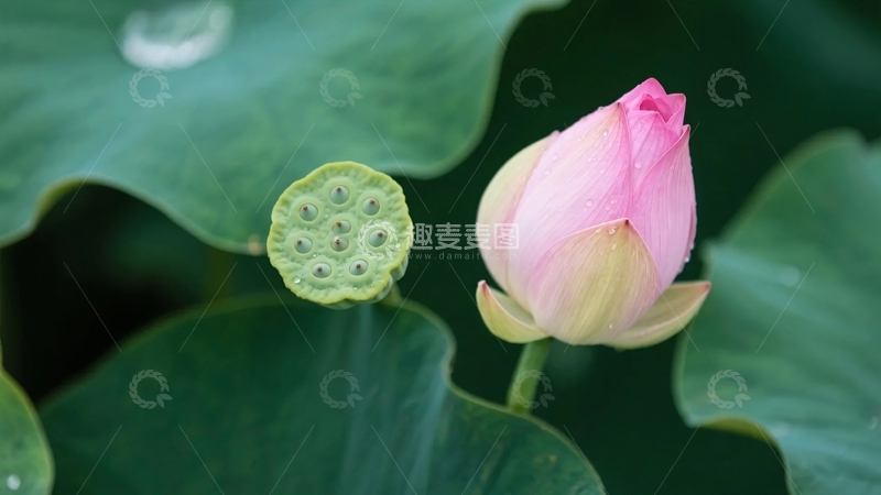 高清大图下载【趣麦麦图】夏至夏天荷花