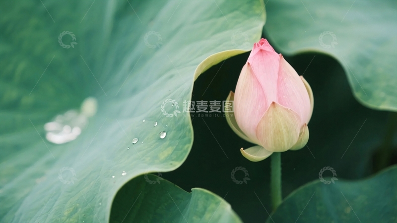 高清大图下载【趣麦麦图】夏至夏天荷花2