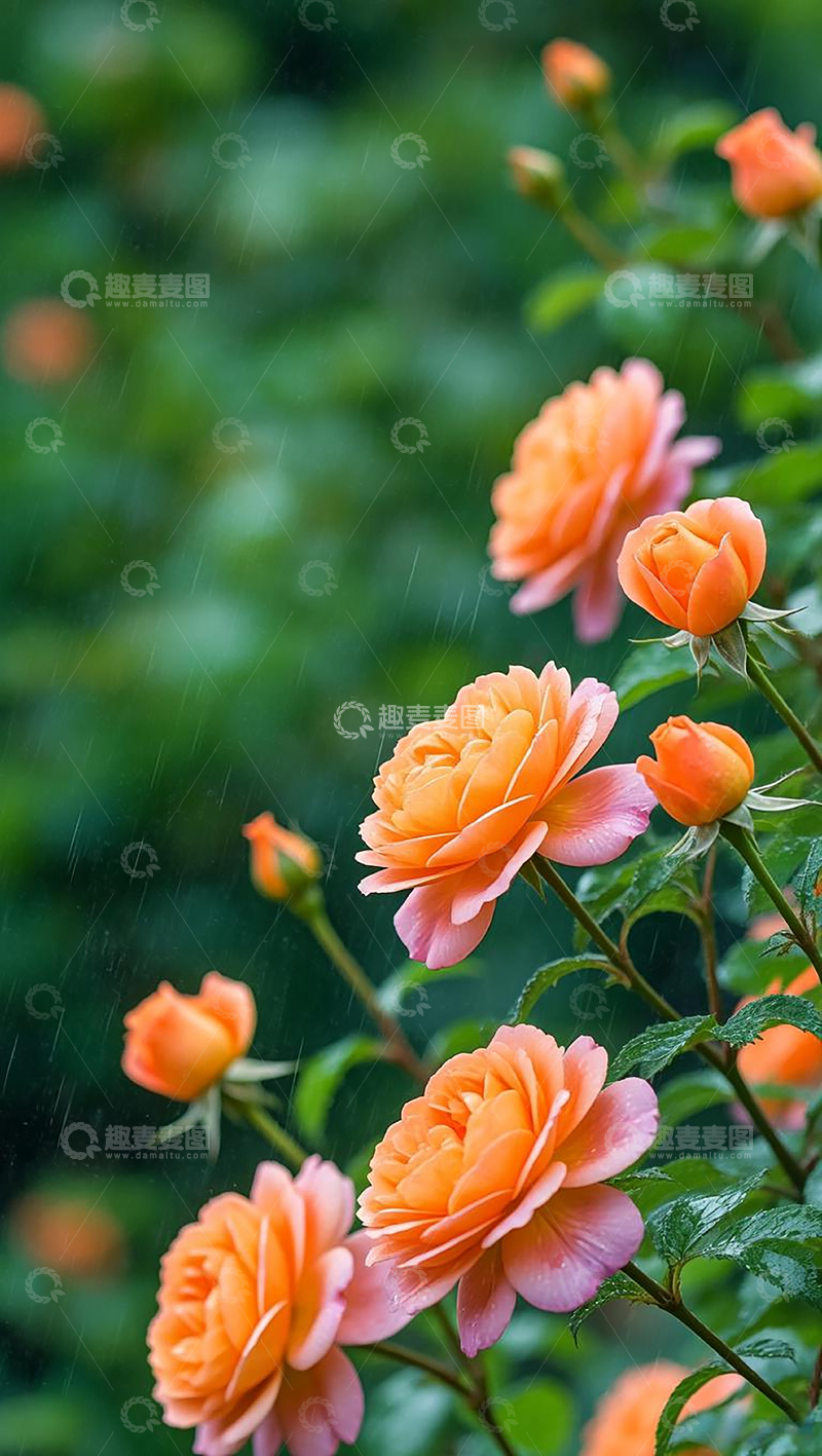 高清大图下载【趣麦麦图】夏日雨中月季