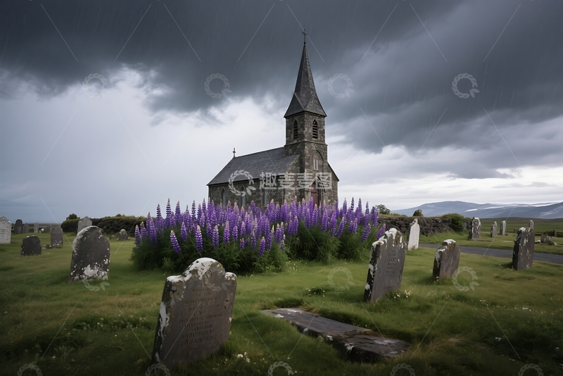 高清大图下载【趣麦麦图】冰岛乡村盛开的羽扇豆花。 