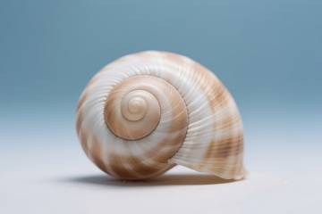 创意意象自然界的图案。 