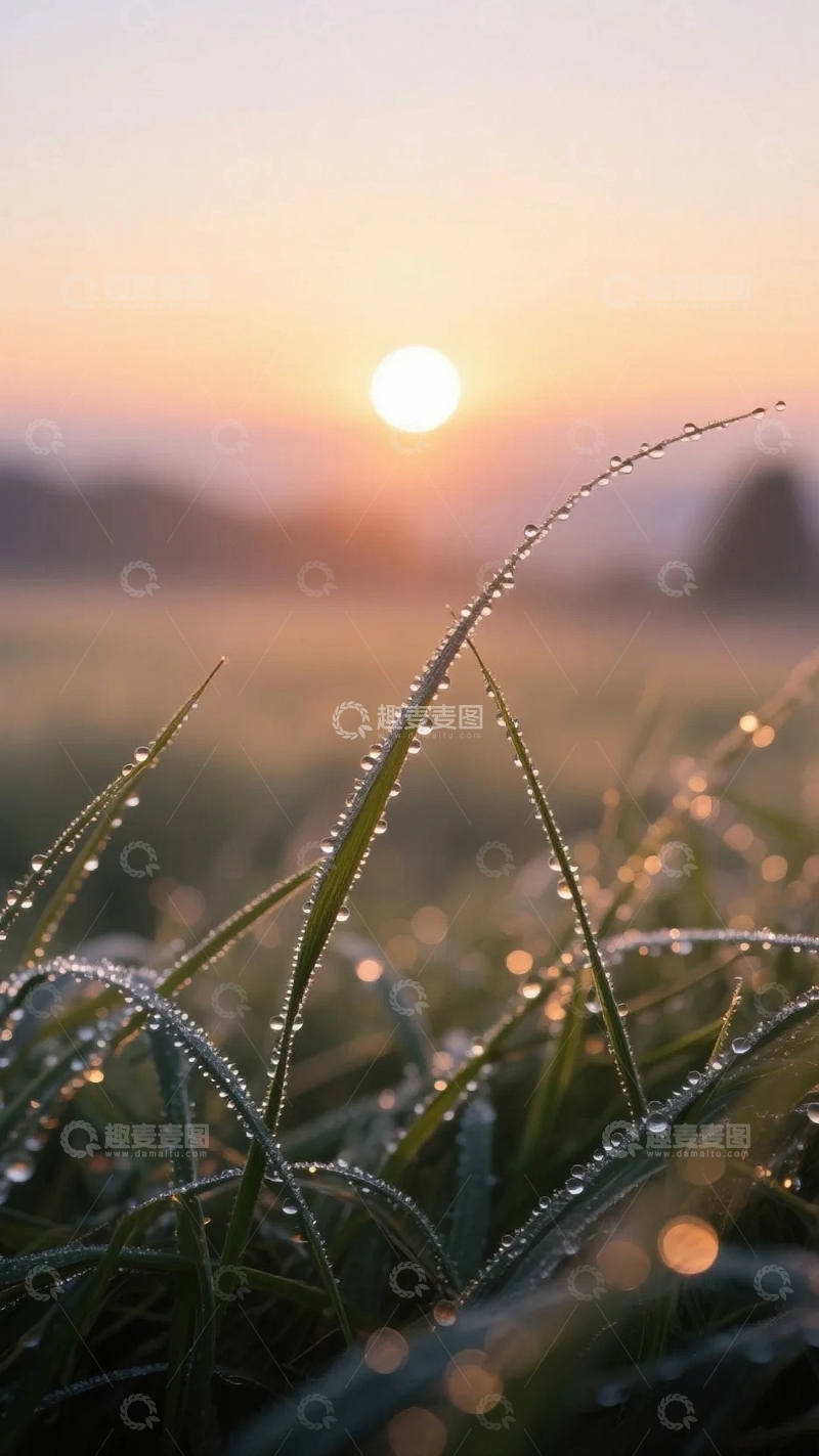 高清大图下载【趣麦麦图】植物上的露珠与晨光2