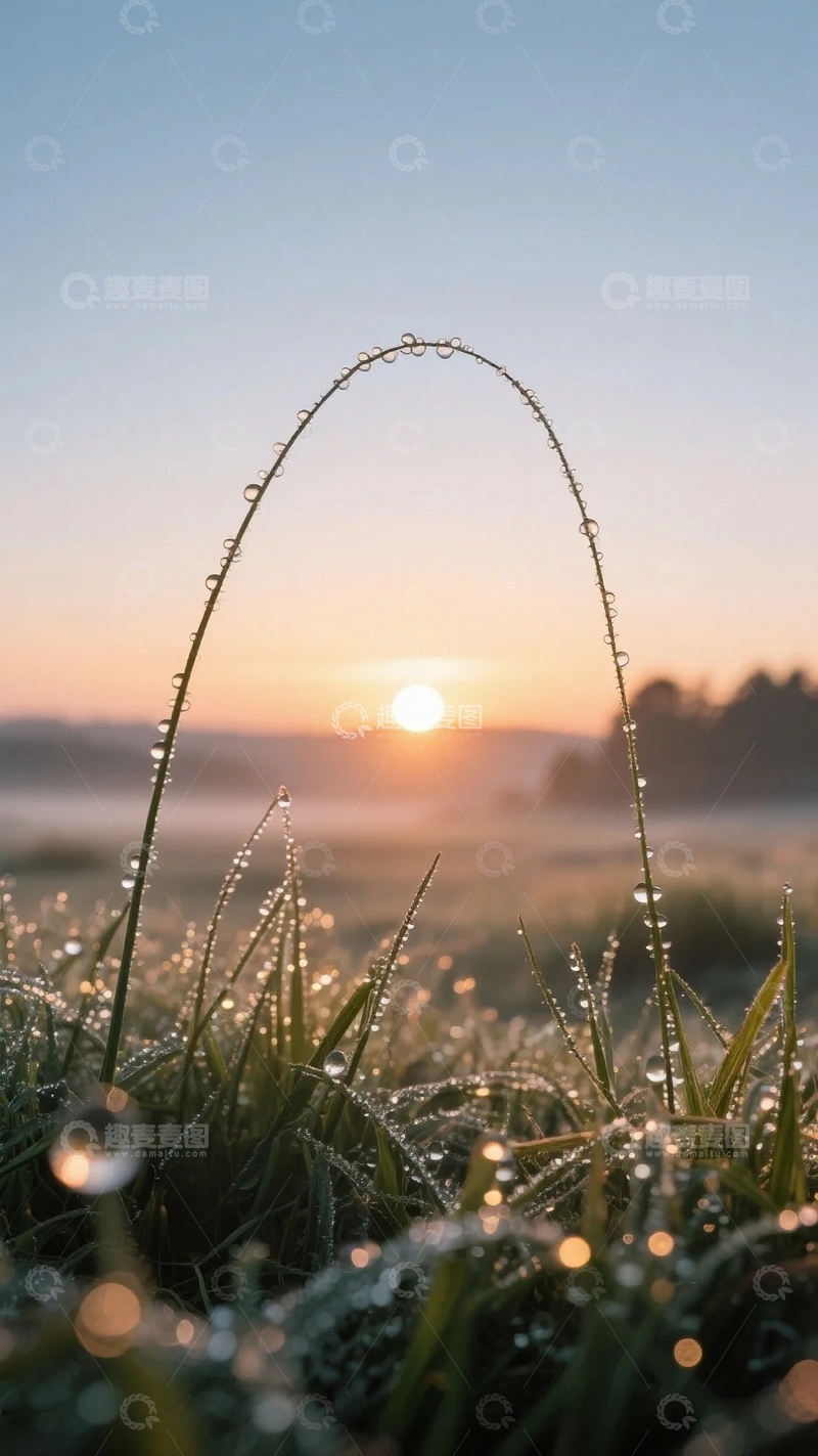 高清大图下载【趣麦麦图】植物上的露珠与晨光3
