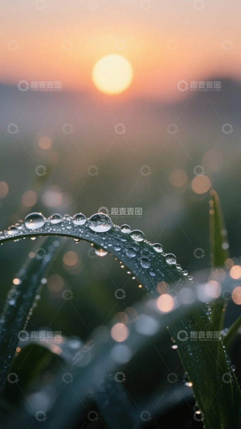 高清大图下载【趣麦麦图】植物上的露珠与晨光1