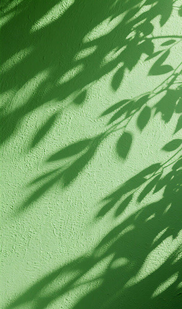 树叶光影摄影图