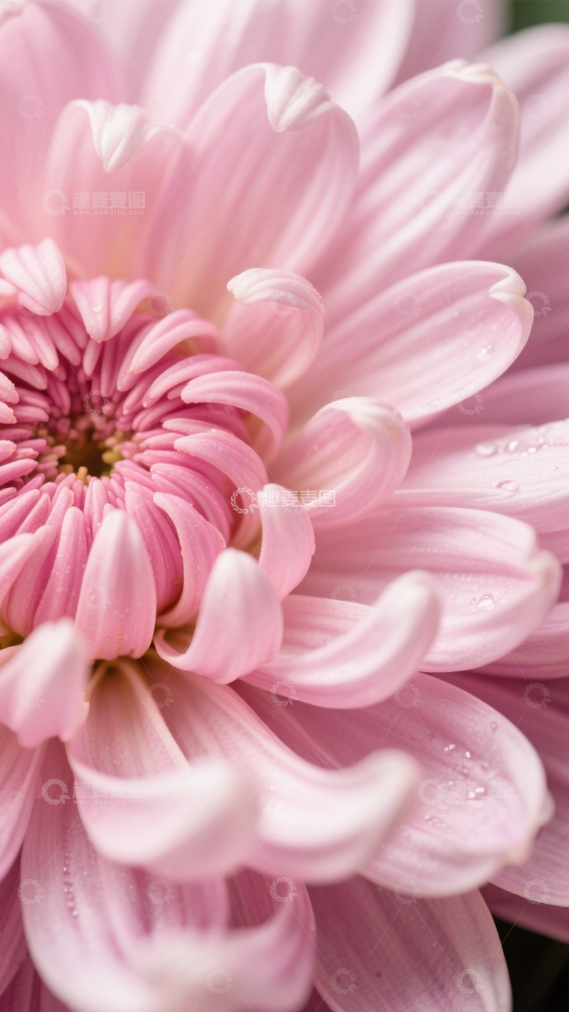 高清大图下载【趣麦麦图】粉菊水滴清新之美