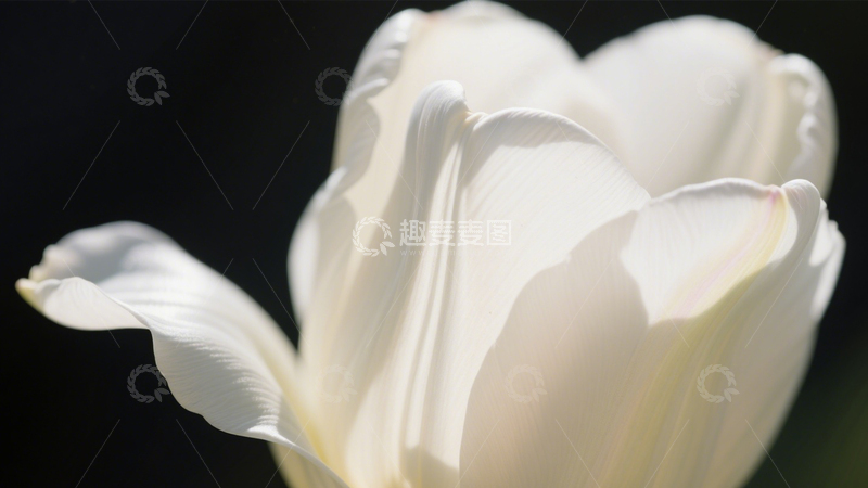 高清大图下载【趣麦麦图】-白郁金香光影纯洁4