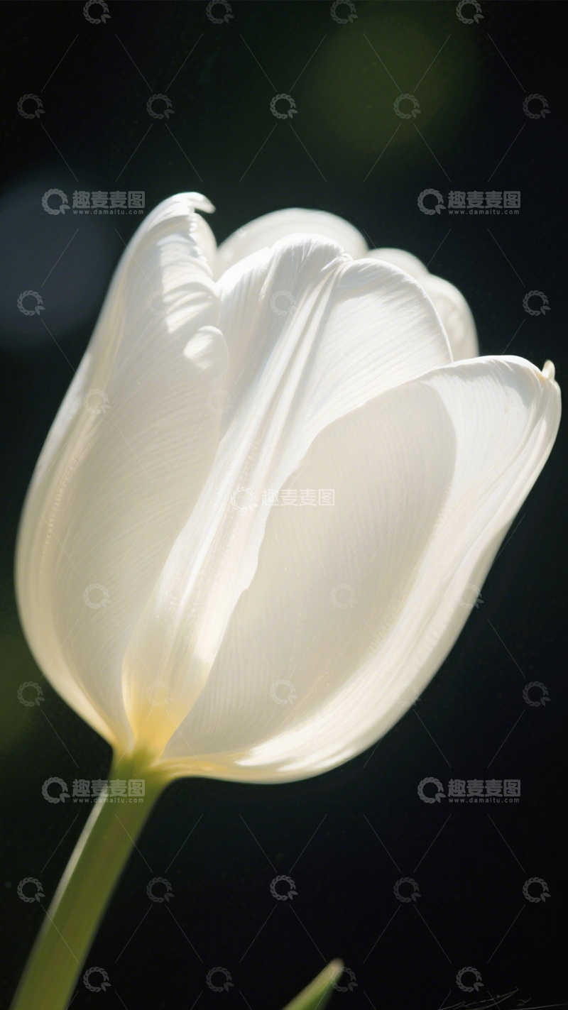 高清大图下载【趣麦麦图】-白郁金香光影纯洁1