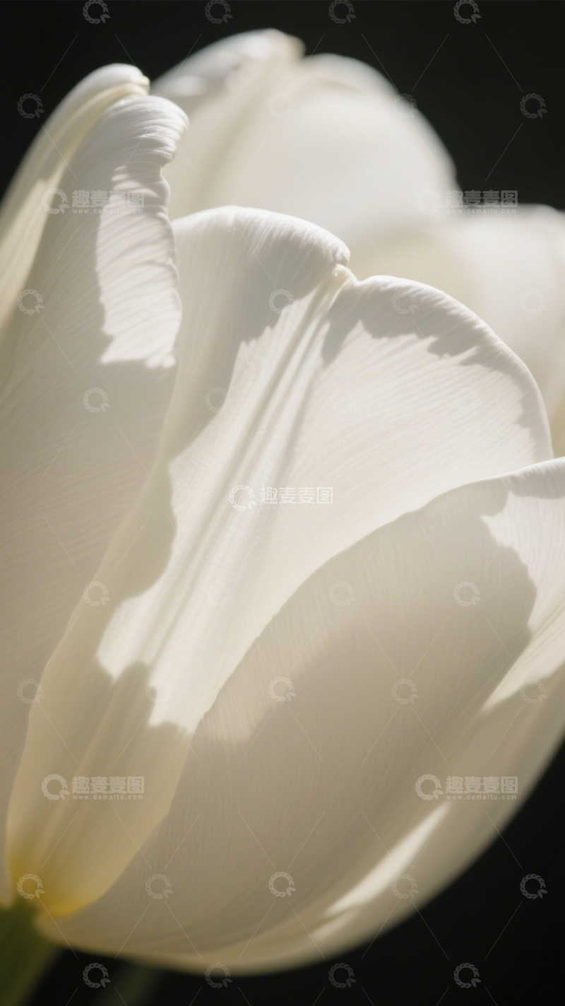 高清大图下载【趣麦麦图】-白郁金香光影纯洁2