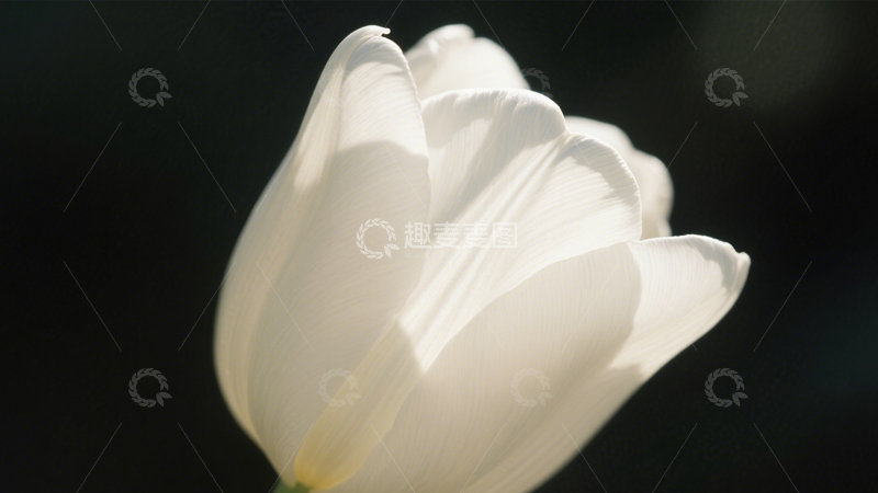 高清大图下载【趣麦麦图】白郁金香光影纯洁3