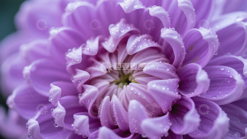高清大图下载【趣麦麦图】紫菊水滴清新之美