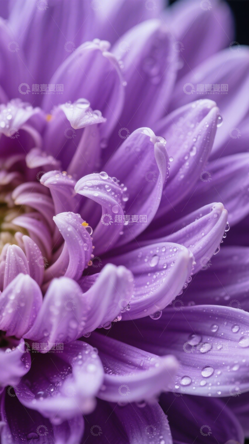 高清大图下载【趣麦麦图】紫菊水滴清新之美1