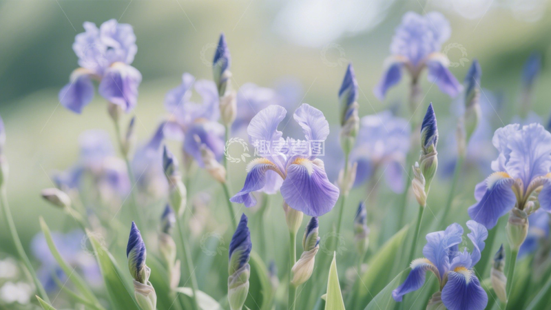 紫色鸢尾花海朦胧景3