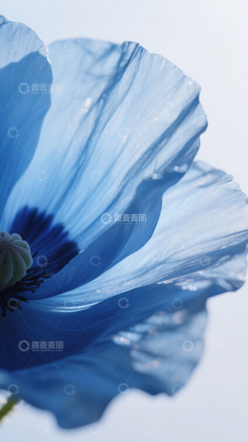 高清大图下载【趣麦麦图】蓝罂粟蓝色光影魅力3