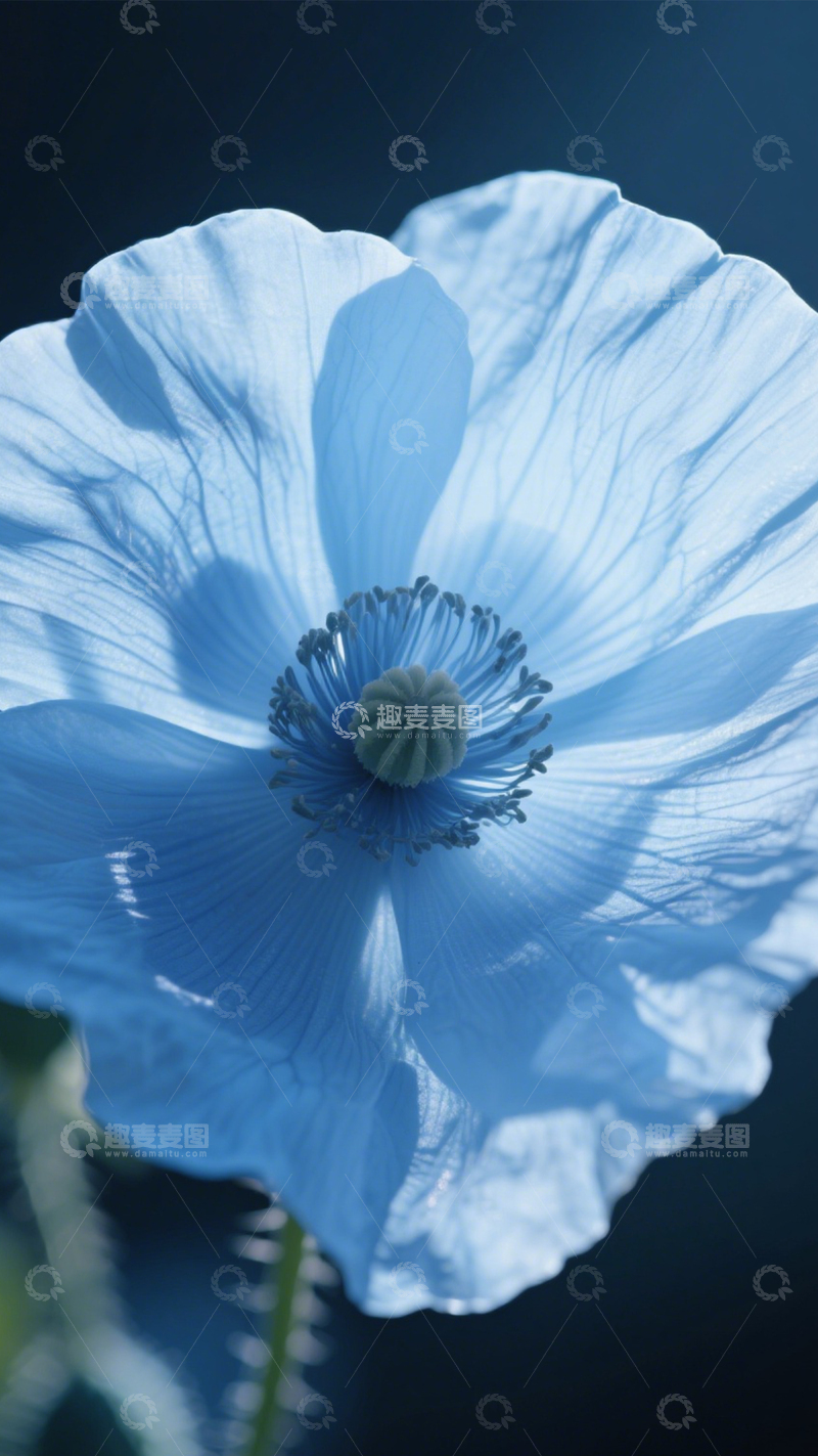 高清大图下载【趣麦麦图】蓝罂粟蓝色光影魅力1