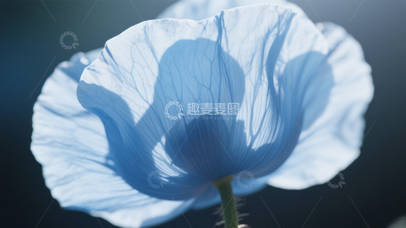 高清大图下载【趣麦麦图】蓝罂粟蓝色光影魅力2