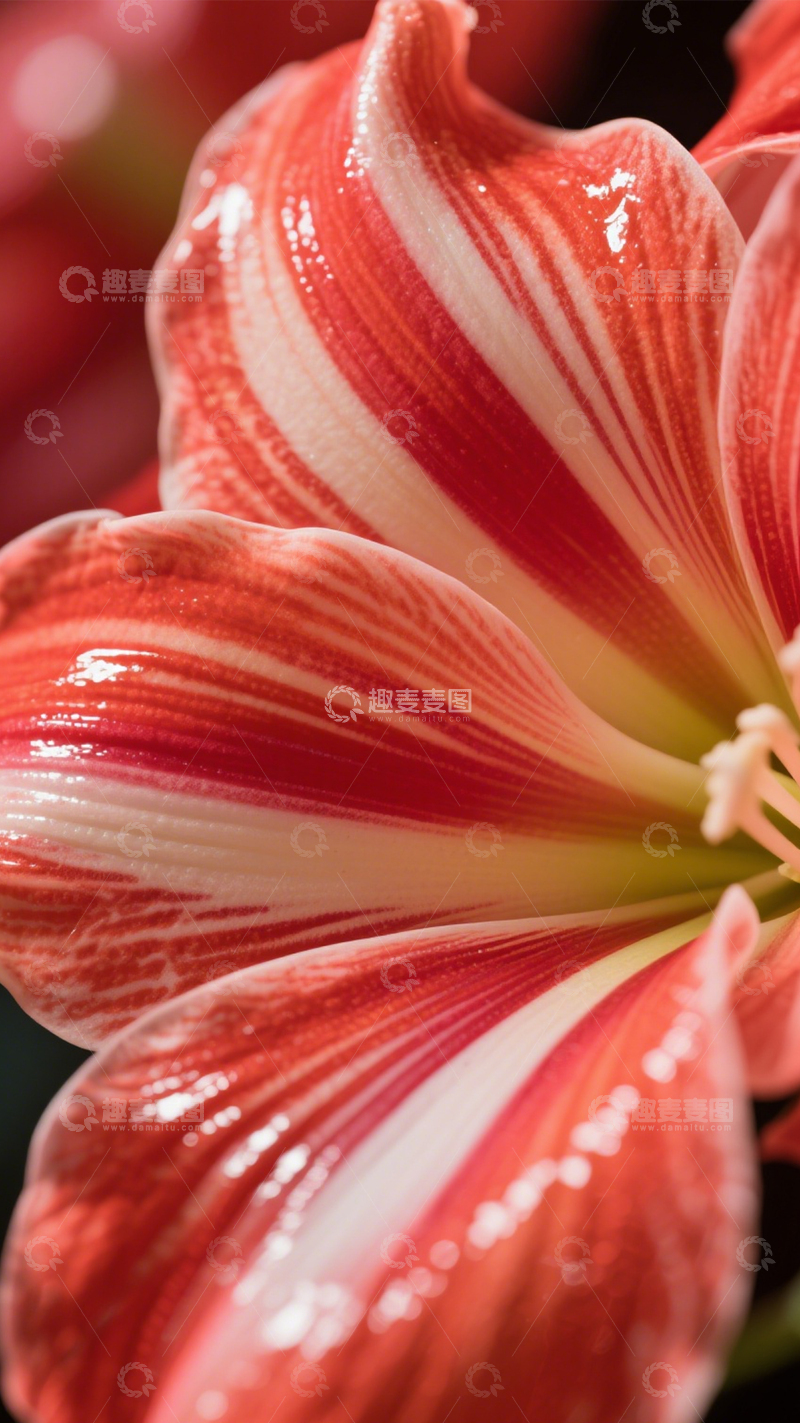 高清大图下载【趣麦麦图】朱顶红特写条纹之美3