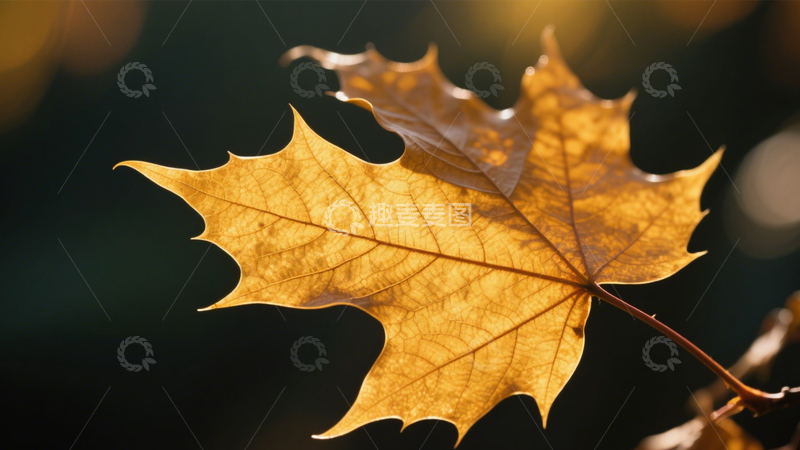 高清大图下载【趣麦麦图】秋叶金黄特写之美1