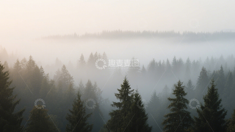 高清大图下载【趣麦麦图】雾林朦胧森林之境3