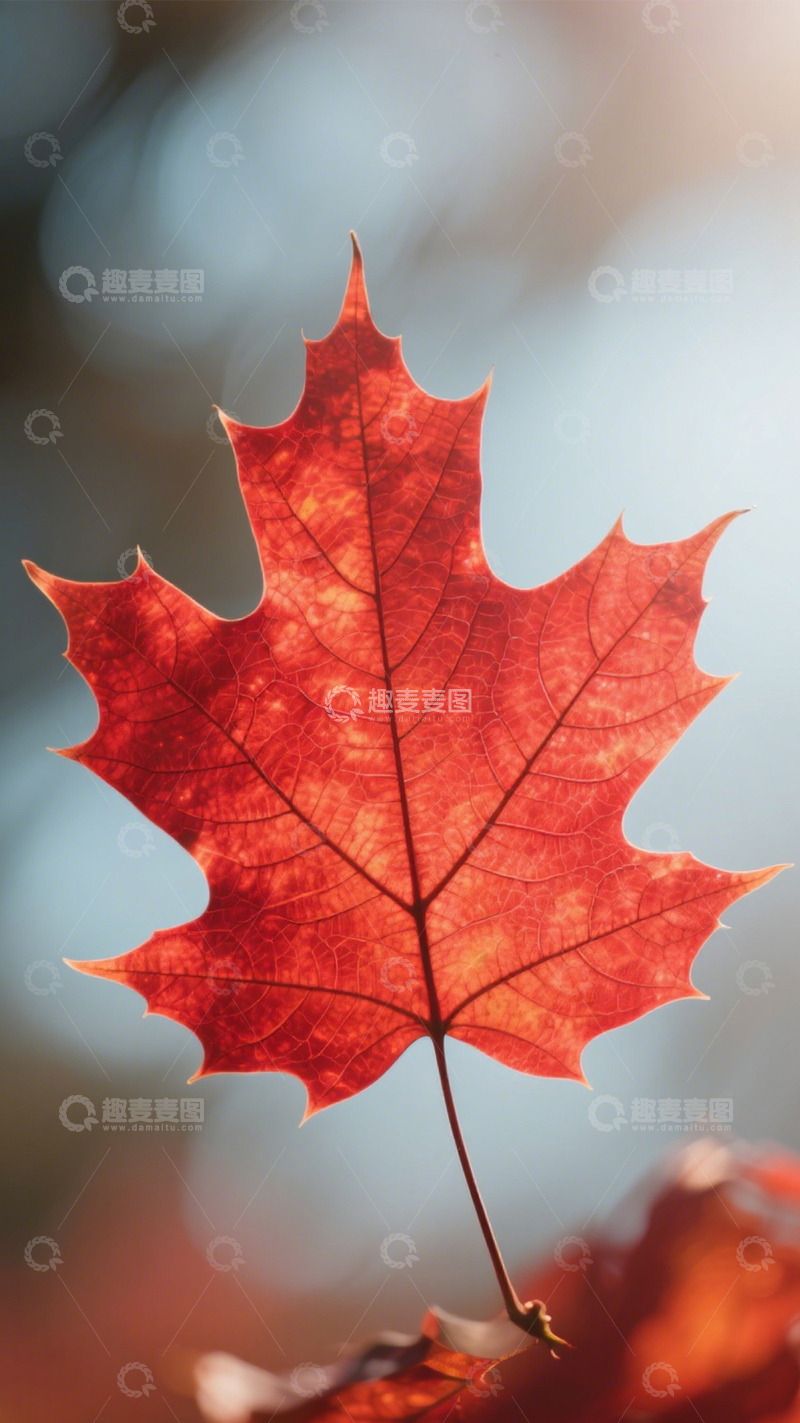 高清大图下载【趣麦麦图】秋叶红色特写之美1