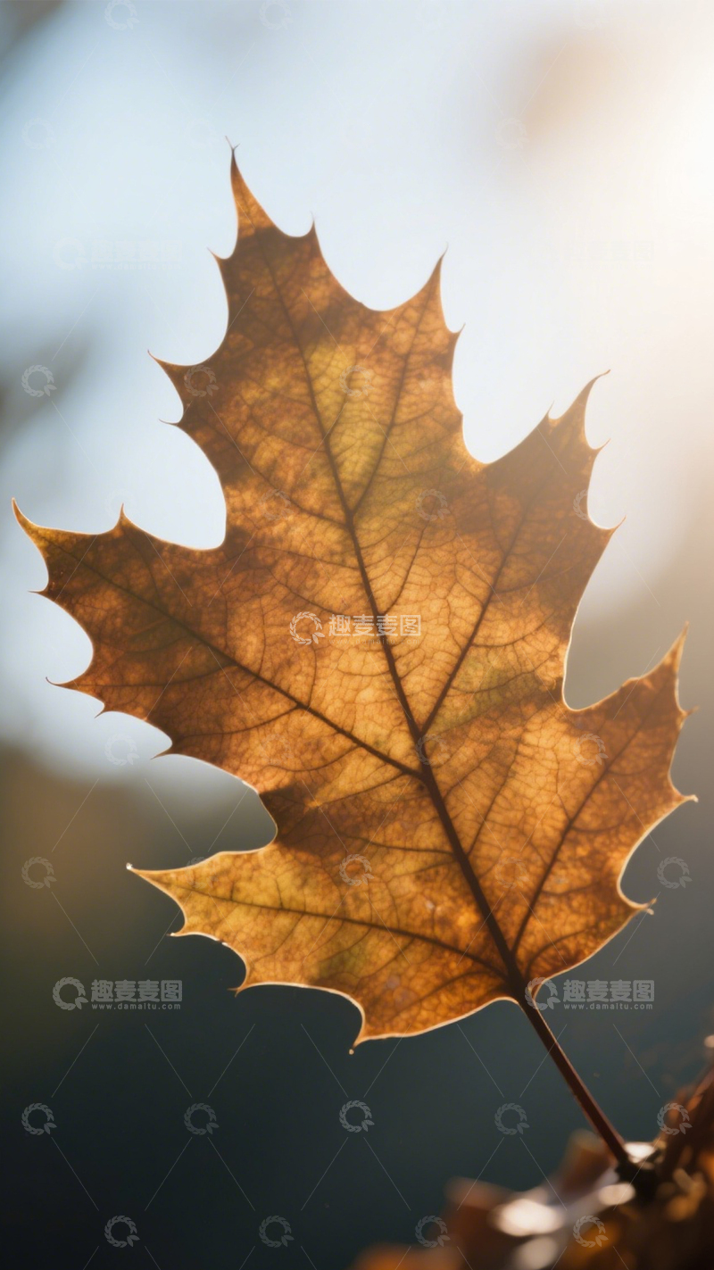 高清大图下载【趣麦麦图】秋叶金黄特写之美