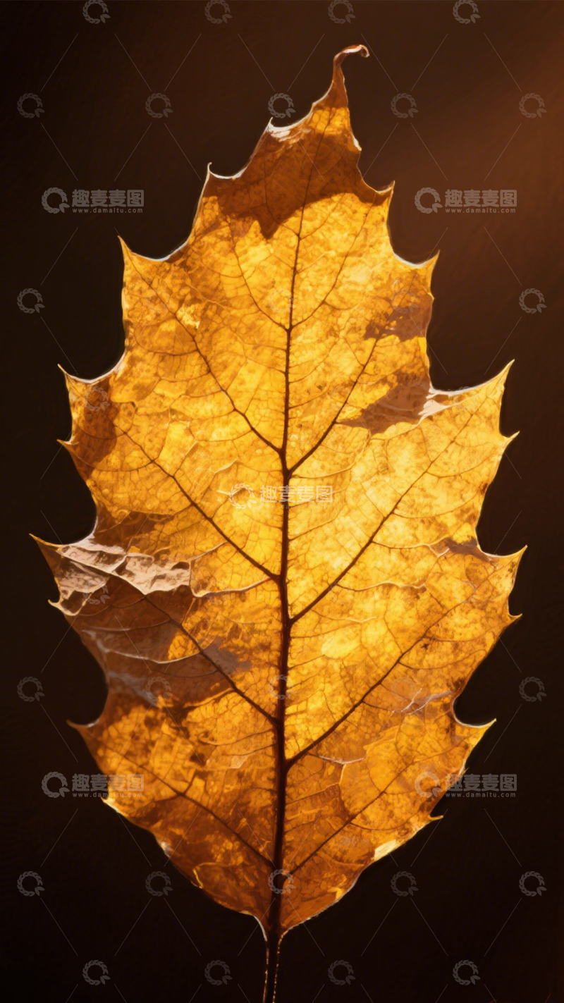 高清大图下载【趣麦麦图】枯叶金黄脉络秋意浓2