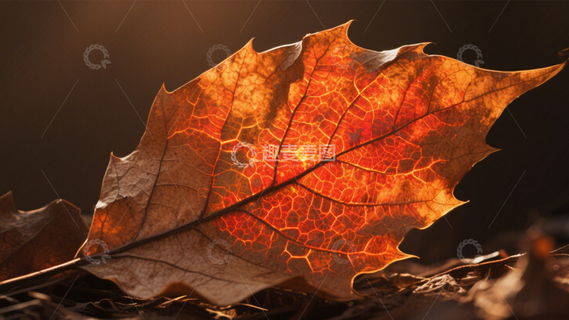 高清大图下载【趣麦麦图】枯叶金黄脉络秋意浓1