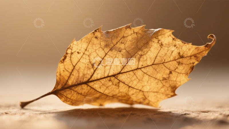 高清大图下载【趣麦麦图】枯叶金黄脉络秋意浓3