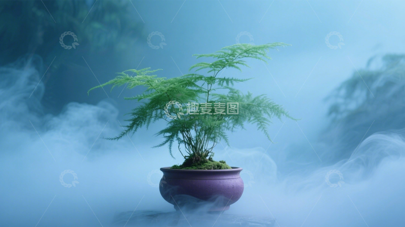 高清大图下载【趣麦麦图】雾中诗意文竹盆2