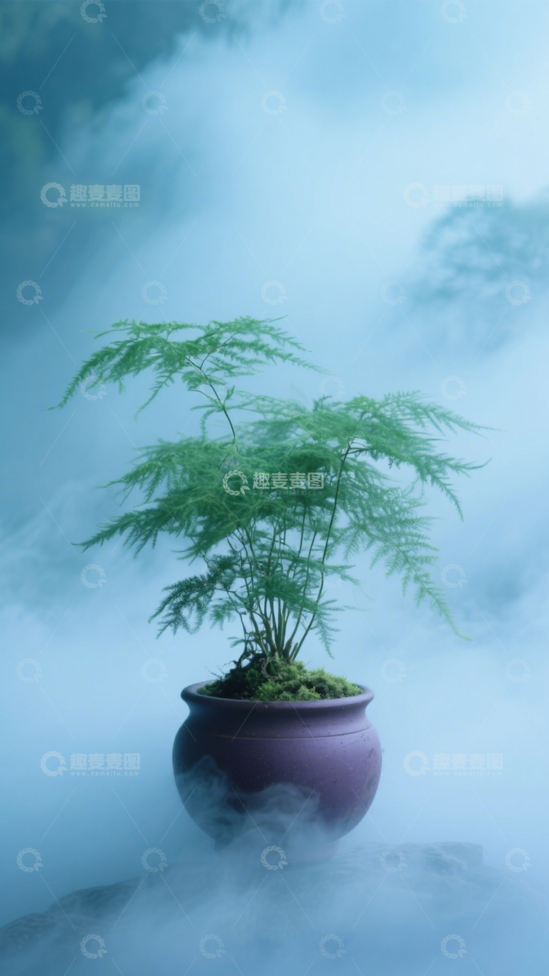 高清大图下载【趣麦麦图】雾中诗意文竹盆3