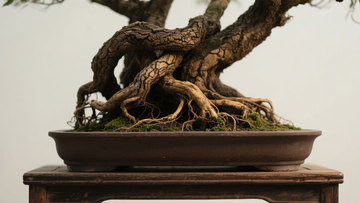 老根艺术盆景3